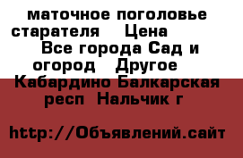 маточное поголовье старателя  › Цена ­ 3 700 - Все города Сад и огород » Другое   . Кабардино-Балкарская респ.,Нальчик г.
